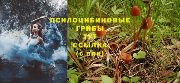 прущие грибы Белоозёрский